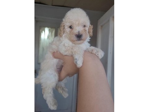 Çeşit çeşit maltipoo