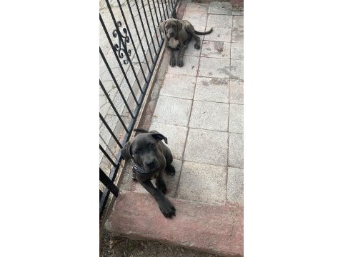 Cane corso blue renk bir dişi ve bir erkek