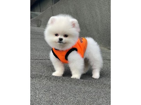 Pomeranian boo erkek yavrumuz