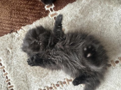 Scottish fold cinsi kedilerimi sahiplendirmek istiyorum