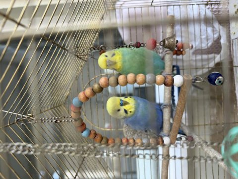 Hiç yavru alınmamış rainbow muhabbet kuşu çift