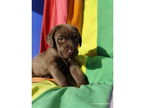 Siyah ve çikolata renk orjinal labrador yavrular