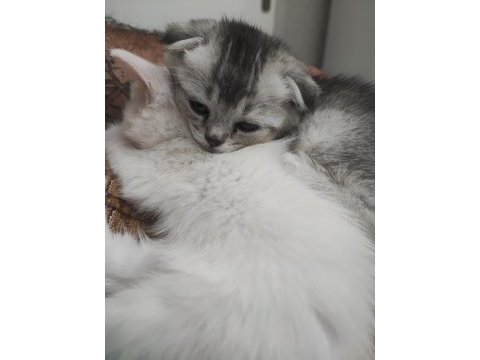 50 günlük scottish fold yavrular