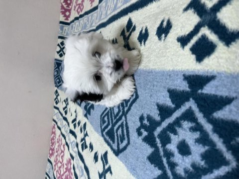 Maltese terrier köpeğimiz