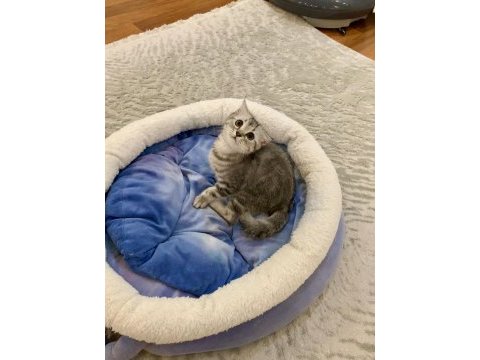 Güzel british shorthair kızımız sahiplendirilecek