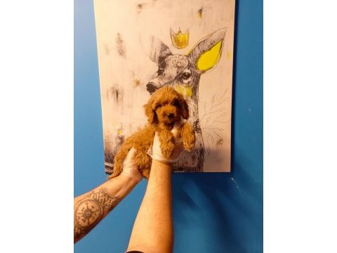 Tüy dökmeyen muhteşem maltipoo bebekler