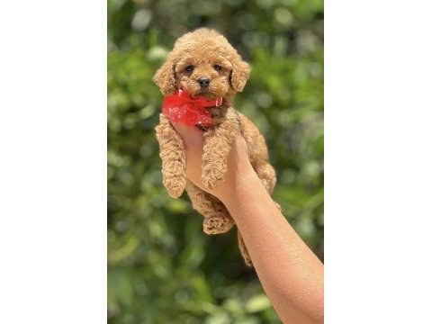 Toy poodle yavrumuz