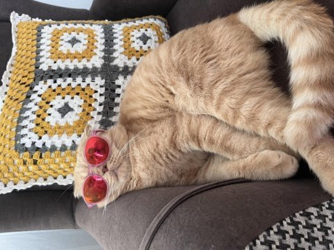 Ücretsiz sahiplendirme scottish fold