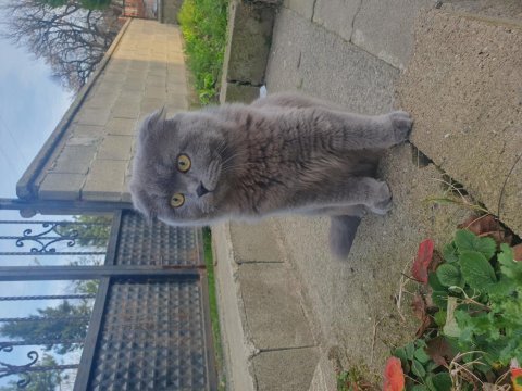 British shorthair kardeşlere ömürlük yuva arıyoruz