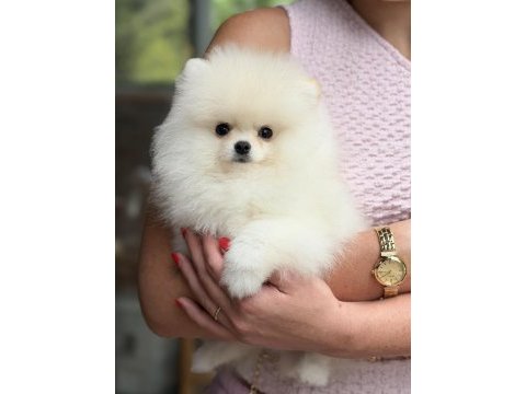 Üst düzey biblo erkek pomeranian boo