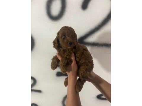 Red brown poodle yavrularım