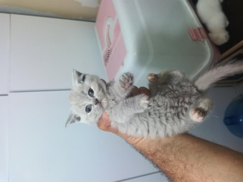 2 aylık british shorthair yavrular yeni yuvalarını arıyor