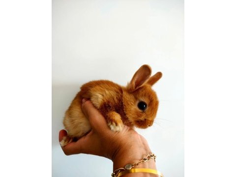 Caramel hollanda cücesi tavşan - netherland dwarf
