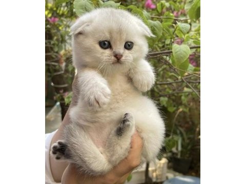 Scottish fold silver yavrumuz
