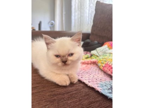 Çikolata point british longhair