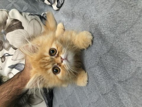 British longhair bebekler
