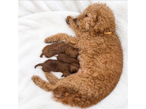 15 günlük anne altından poodle