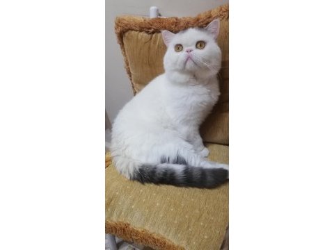 Cins exotic shorthair kedisi