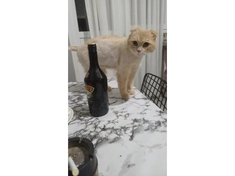 Dünya tatlısı scottish fold