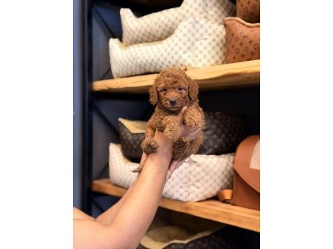 Mersin toy poodle orjinal köpeğimiz