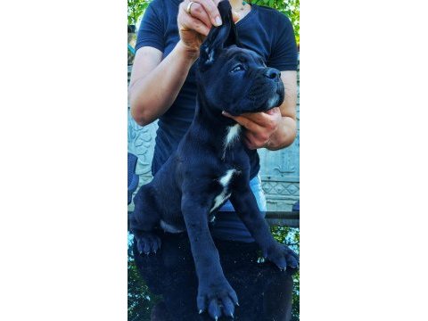 Çipli ve şecereli cane corso yavrularımız