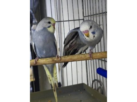 Yavru konuşturma ele alışmalık ev üretimi rainbow muhabbet