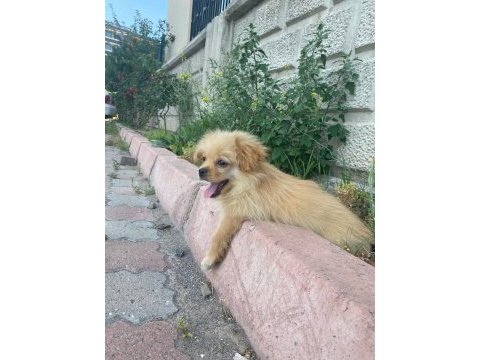 Pekinez yavrusu köpeğim