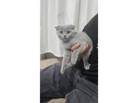 Çok acil 65 günlük safkan scottish fold dişi