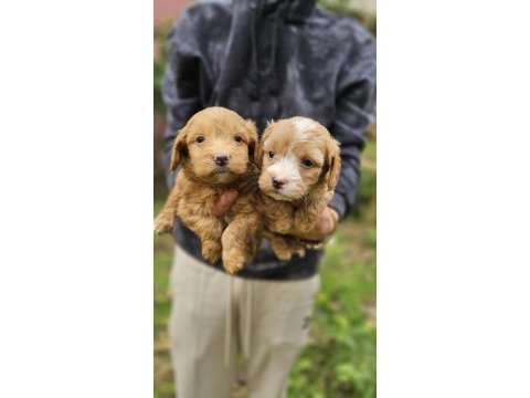 Irk garantili maltipoo yavrularımız hazır