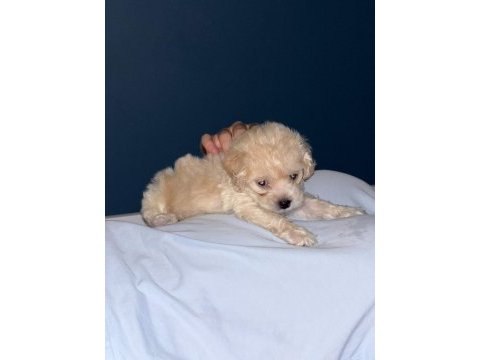 2 aylık toy poodle