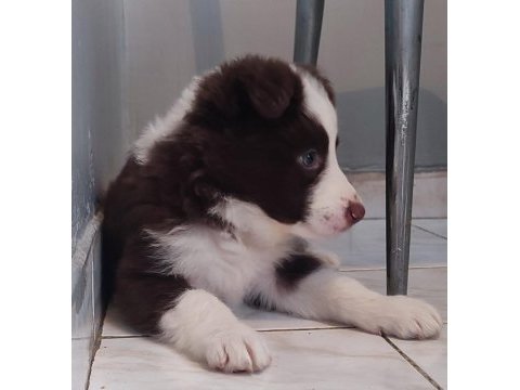 Sağlıklı safkan border collie yavrular