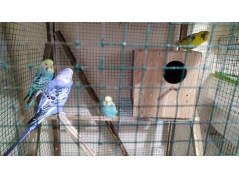 Takasa açık yumurtalı hazır muhabbet kuşu takımlar