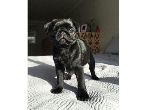 Sağlık ve ırk garantili pug bebeklerimiz