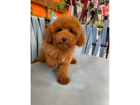 Red brown garantili toy poodle
