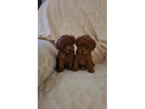 Red brown kore toy poodle dişi