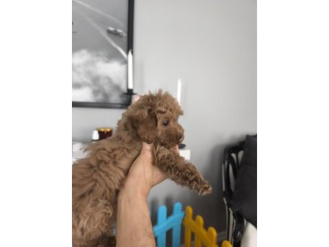 2 aylık toy poodle