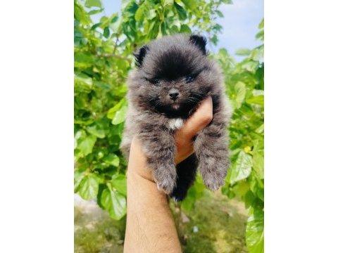 Siyah pomeranian yavrularımız