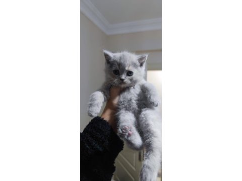 British shorthair ve scottish fold yavrularımız