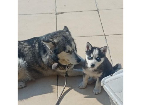 A kalite maskeli mavi gözlü dişi yavru husky