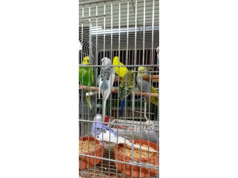 Muhabbet kuşu 2 aylık