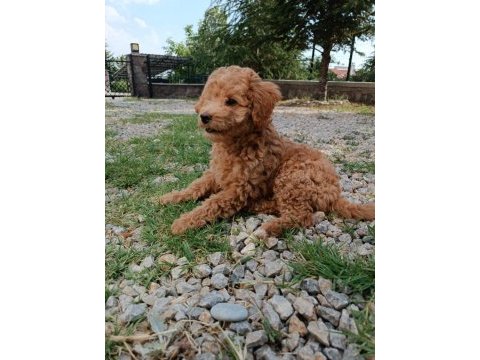 3 aylık erkek poodle yavru bakımlı ve tuvalet eğitimli