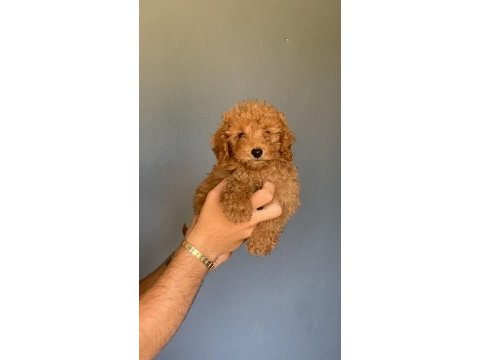 Burkem ailesinden muhteşem poodle yavruları