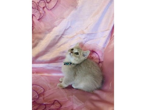 Golden british shorthair yavrular