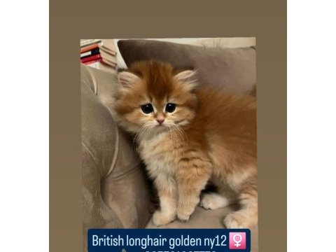 Show kalite safkan british yavrular