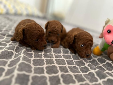 Poodle tea cup dark brown yavrular