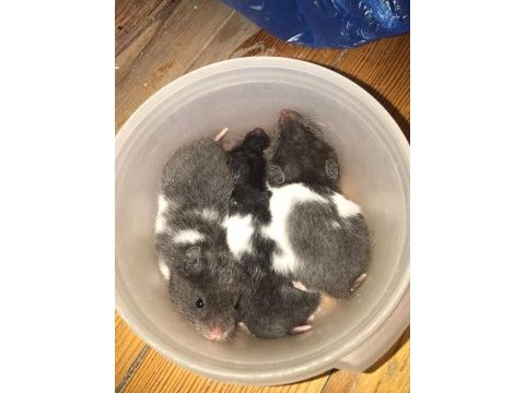 Suriye hamsterları 4 haftalık