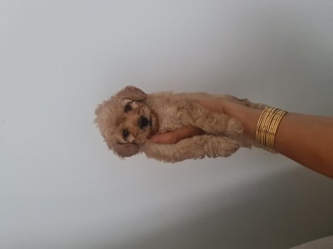 Çok büyümeyen minyatür maltipoo minnaklarım