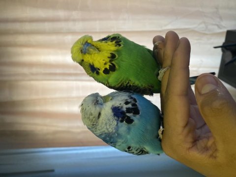 Show jumbo muhabbet kuşları