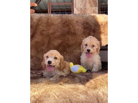 Maltipoo bebek yüzlü yavrularımız