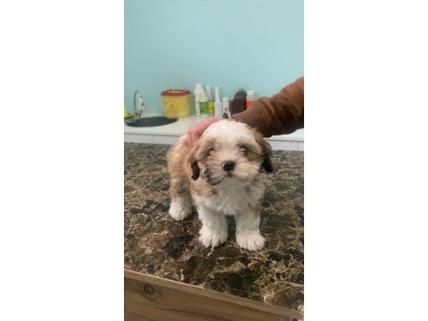 Tatlı yavru shih tzu